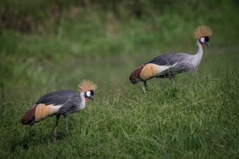 Der Südafrika-Kronenkranich ist das Wappentier Ugandas. Dieses Pärchen stapft durch den Garten der Enjojo Lodge. Es ist Paarungszeit, das Männchen rechts balzt um die Gunst des Weibchens. Ich beobachte und fotografiere - diesmal ausnahmsweise bequem vom Frühstückstisch aus.

