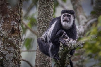 A Black-and-white Colobus monkey with young. Their deformed, short thumbs is a genetic adaptation to living in trees. Their long white 'coat hairs' are also characteristic.
