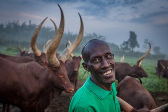 Emburara Farm, früher Morgen: John Karuhanga (60) ist mit seinen Ankolerindern eng verbunden, er kennt Namen, Alter und Abstammung jedes der 45 Tiere.

