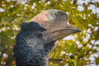 A Black-and-white-casqued hornbill. In the breeding season, the female walls up the breeding cavity with clay - except for a narrow gap. Through this gap, the male provides her with food.