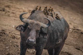 Kazinga Channel: Ein Büffel mit 11 Gelbschnabel-Madenhackern. Sie fressen vor allem Insekten, Zecken und andere Hautparasiten - über 100 Parasiten an einem Tag. Sie verbringen häufig auch die Nacht auf dem Rücken eines Säugetiers.


