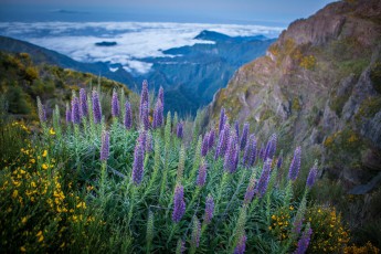 Das florale Wahrzeichen der Insel, der Blaue Riesen-Natternkopf, auch 'Stolz von Madeira' genannt.
