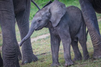 Queen Elizabeth National Park: A young elephant in the protection of the herd.