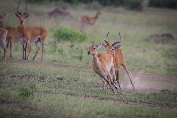 Queen Elizabeth National Park: Mating season for impalas.