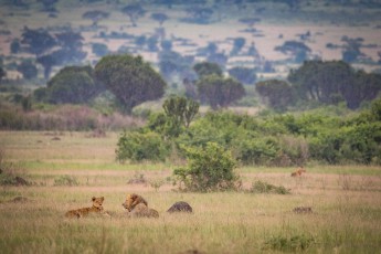Queen Elizabeth National Park: A lion couple is resting for the night hunt.
