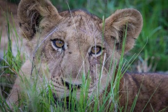 A lion cub in Queen Elizabeth National Park. Males do not grow a mane until they are 3 to 4 years old.