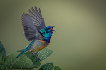 Maybe a little sensation!? The Orange-breasted Sunbird is considered endemic to the south coast of South Africa. But I catch this specimen early in the morning in the garden of Katara Lodge at Queen Elizabeth National Park.