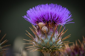 Two of Porto Santo's landmarks: Milk thistle and Caracois snails.