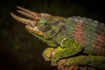 On the way back to our lodge, it is dark already. A couple of boys present us with a stick, we don't understand anything. Then we discover this breathtaking beauty at the end of the stick: a Three-horned chameleon!