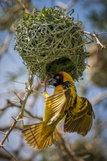 It's mating season for the Black-necked weavers! There are about 40 nests hanging in this tree. Just as many males loudly scramble for the favour of the females - who then decide on the designers of the most beautiful nests.