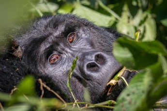 A look I will never forget: The serene elemental power of a silverback - nothing can compare to it. Unfortunately, our visit was abruptly interrupted shortly before the end of the hour...