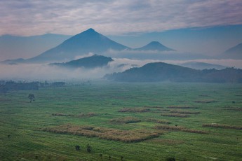 Farewell from Uganda: A last view over the cultivated landscape with yam, tomato, bean and potato fields. In the background the Rwandan volcano Karisimbi (highest elevation) and to the right the Mikeno volcano (Congo).