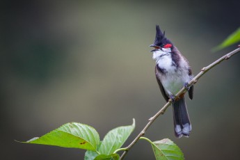 A ranting Red-whiskered bulbul.