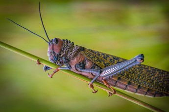 A giant grasshopper on the way to the starting point of the hike to Mount Roraima.