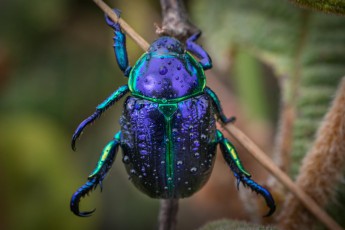 Ein Blatthornkäfer, Scarabaeidae (engl.) - auf dem Weg zum Mount Roraima.