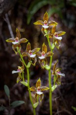 Eine Zygopetalum-Orchidee - auf dem Weg zum Mount Roraima.