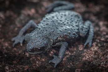 Der endemische, winzige Roraima-Frosch: Oreophrynella quelchii