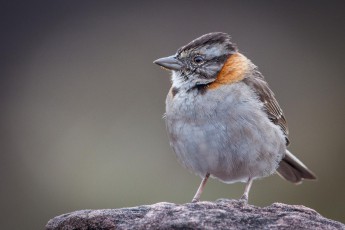 A morning bunting on the Roraima, Rufous-collared sparrow, Zonotrichia capensis venezuelae