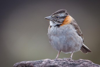 Eine Morgenammer auf dem Roraima, Rufous-collared sparrow, Zonotrichia capensis venezuelae