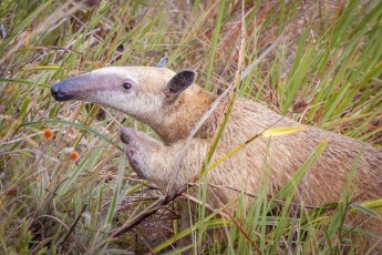 On the way to Roraima: A young anteater.