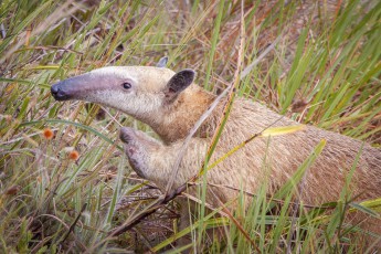 Auf dem Weg zum Roraima: Ein junger Ameisenbär.