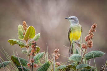 Tropical Kingbird, Tyrannus melancolicus