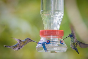 An dieser Nährlösung laben sich viele unterschiedliche Kolibri-Arten.