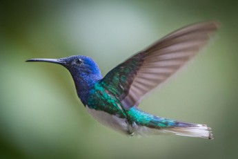 Ein Weißnackenkolibri (Florisuga mellivora) oder Jakobinerkolibri im Flug.