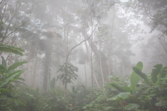 Nebelwald in der Nähe von Casa Maria