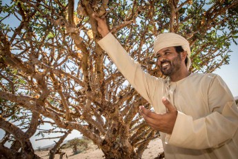 Ahmed Amir Alawaid im Schatten eines etwa 200 Jahre alten Weihrauchbaumes.
