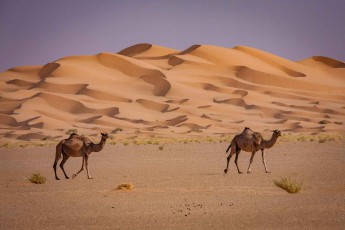 Kamele in der größten zusammenhängenden Wüste der Welt, der Rub al-Khali.