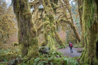 It is estimated that there are more than 100 different species of moss in the Olympic National Park. Along the "Hall of Mosses" hiking trail, almost all the trees are completely covered by thick layers of moss.