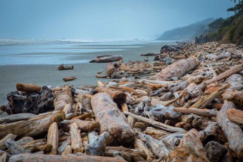 Ruby Beach: Some call them 'bones of the rainforest': these tree trunks were once washed out of the rainforest into the sea by uplifted rivers.