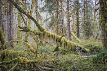 Die unzähligen, fast vollständig von Moos überzogenen Bäume in den vielen einsamen Regenwäldern des Olympic Nationalparks laden immer wieder zum Bestaunen und Verweilen ein.