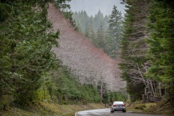 The road along the Sol Duc River seems to be lined with a wall of Red Alder.