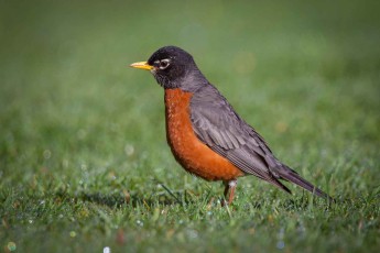 Early in the morning in the garden of Lake Quinault Lodge, this American robin searches for earthworms.