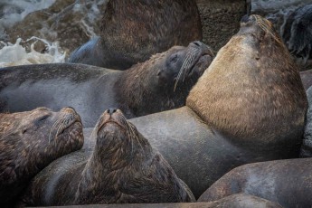 Auch die Seelöwen am Fischmarkt von Valparaiso, die hier in Gruppen von bis zu 20 Exemplaren auftreten, lassen sich gerne von Fischresten füttern.