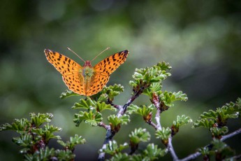 Conguillo Nationalpark: Der Schmetterling Yramea Lathonioides aus der Familie der Edelfalter, der leicht mit dem auch in Deutschland beheimateten Kaisermantel zu verwechseln ist.