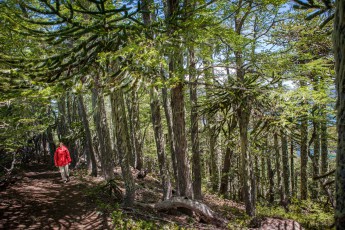 Araukarien-Bäumen erreichen ein hohes Alter, manche Bäume werden 2.000 Jahre alt. Ihre bis zu 14 Zentimeter dicke Rinde macht bis zu 25 % des Stammvolumens und schützt vor Feuer und heißer Asche bei Vulkanausbrüchen.