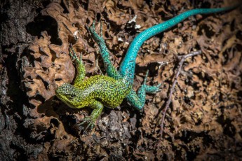 A jewel lizard (Liolaemus tenuis). These animals are only found in Chile and are therefore endemic.