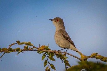 Ein Feueraugen-Nonnentyrann (Pyrope pyrope)