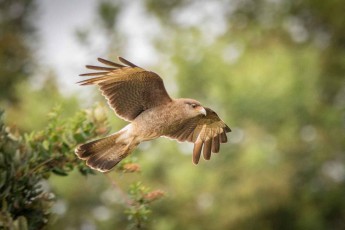 Ein Chimangokarakara aus der Familie der Geierfalken.