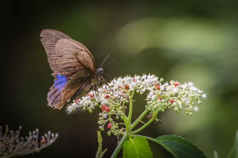 Taiwan, Taroko Gorge: Probably the butterfly Papilio Paris Hermosanus.