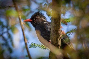 Taiwan: Probably a Black bulbul (Hypsipetes leucocephalus).
