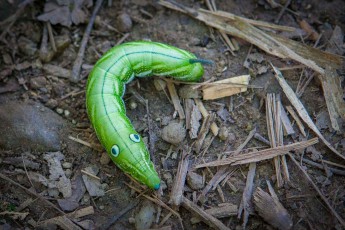 ‘I see you!' seems this caterpillar of the Theretra pallicosta butterfly to be saying.