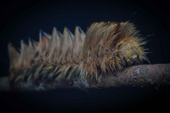 Taiwan: A caterpillar that later transforms into the moth Palirisa cervina.
