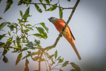 A grey-chinned minivet (Pericrocotus solaris) in the Taroko National Park.