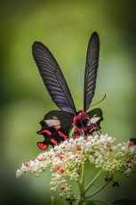 The butterfly Pachliopta aristolochiae, also known as the common rose.