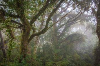 Cloud forest in Hualien County.