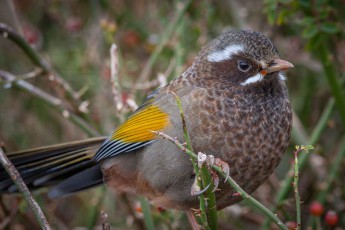 The White-whiskered laughingthrush (Trochalopteron morrisonianum) inhabits montane forest edges with dense scrub, but often appears, as they do now, on roadsides in search of food.